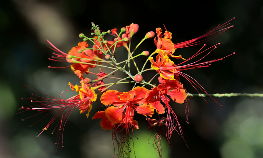 韶关花帮主百科词条创建案例